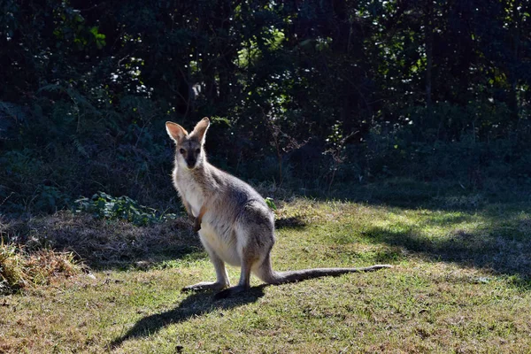 Junges süßes wildes graues Känguru — Stockfoto