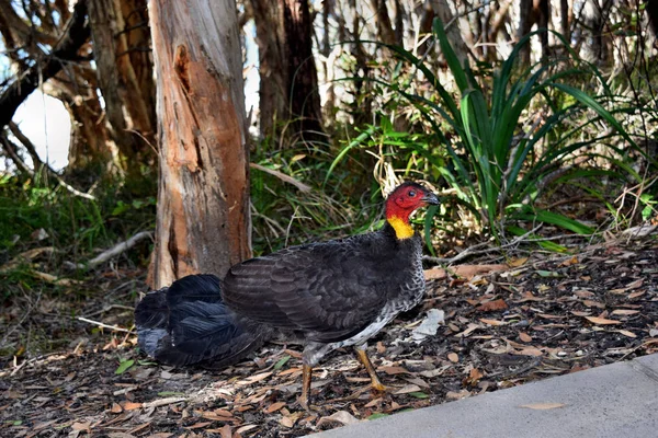 Australischer Pinsel Truthahn auf Wald — Stockfoto