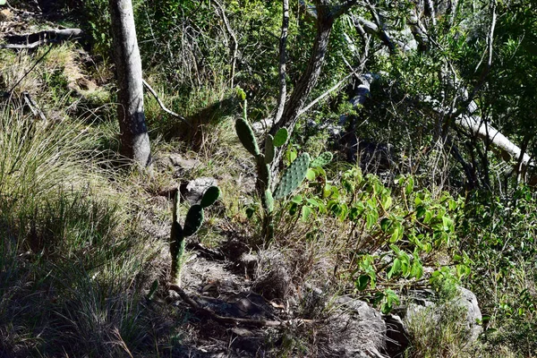 Cactus Opuntia sp. in Australië — Stockfoto
