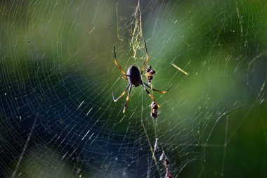 Altın orbweaver örümcek (Nephila plumipes)