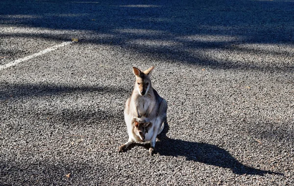 Canguru cinza selvagem pequeno bonito com bebê no estacionamento — Fotografia de Stock