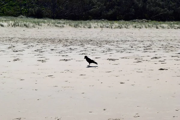 Australian black raven (Torresian crow) on beach  in Noosa National Park