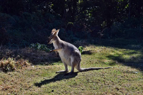 Unga söta vilda grå känguru — Stockfoto