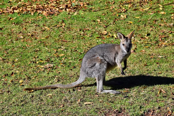 Młodych cute dziki szary kangur — Zdjęcie stockowe