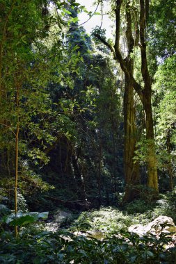 Büyük yağmur ormanı ağaç Bunya Milli Parkı'nda