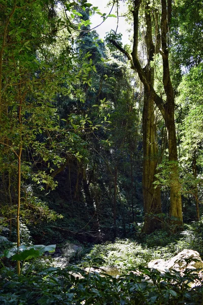 Büyük yağmur ormanı ağaç Bunya Milli Parkı'nda