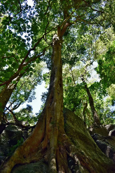 Enorme árvore da floresta tropical no Parque Nacional de Bunya — Fotografia de Stock