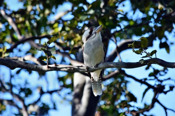 Olhando kookaburra no ramo — Fotografia de Stock