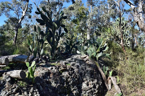 Cactus Opuntia sp. in Australië — Stockfoto