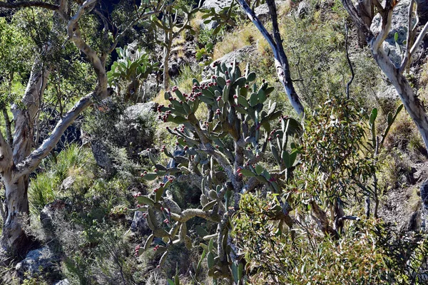 Кактус Опунтия sp. в Австралии — стоковое фото