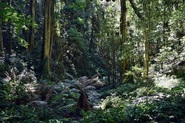 Foresta pluviale nel Parco Nazionale di Bunya — Foto Stock
