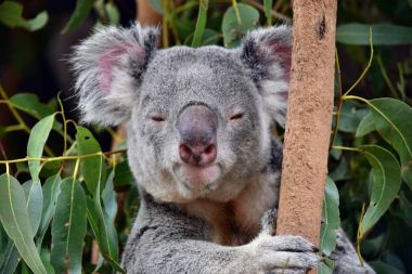 Şirin koala bir ağaç dalı okaliptüs arıyorsunuz