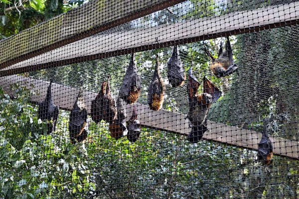 Grupa Bat flying Fox — Zdjęcie stockowe