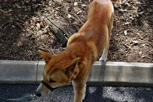 Australischer Dog Dingo — Stockfoto