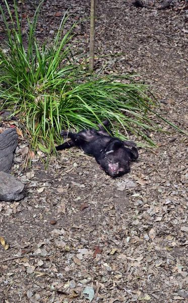 Wilder Tasmanischer Teufel — Stockfoto