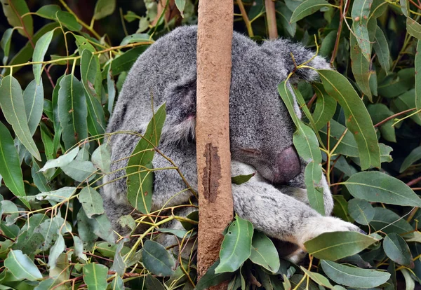 Мила коала спить на гілці дерева евкаліпт — стокове фото
