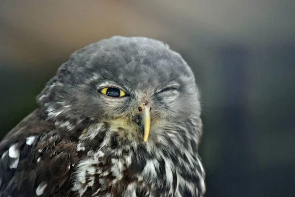 Retrato de coruja australiana bonito (Ninox boobook) olhando grandes olhos — Fotografia de Stock