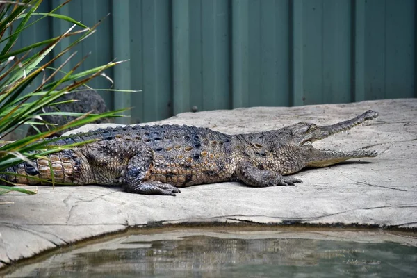 Crocodiles resting at crocodile farm — Stock Photo, Image