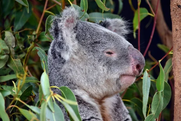 Lindo koala mirando en un árbol rama eucalipto —  Fotos de Stock