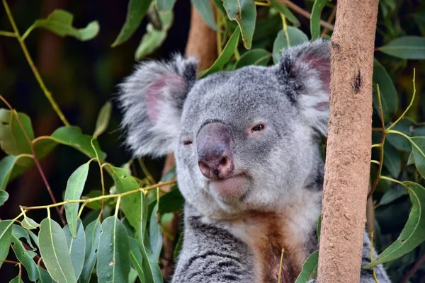 Lindo koala mirando en un árbol rama eucalipto —  Fotos de Stock