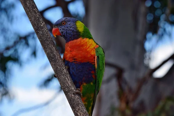 Egy színes papagáj Rainbow Trochoglossus haematodus lóri — Stock Fotó