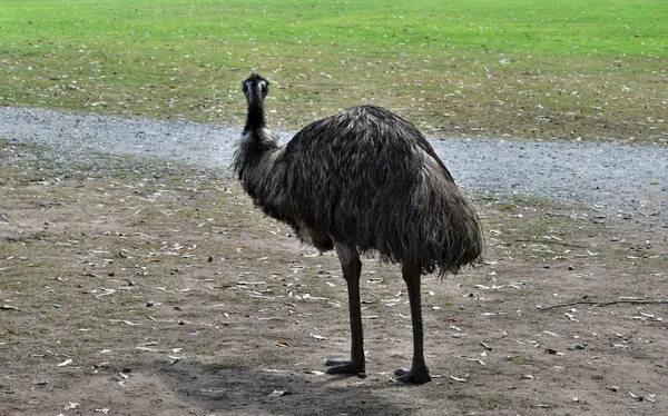 Selvagem engraçado australiano emu — Fotografia de Stock