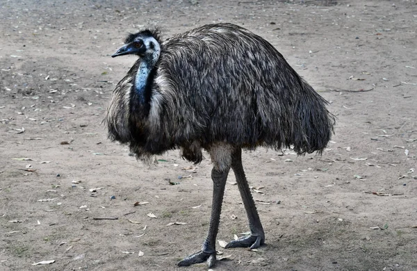 Selvagem engraçado australiano emu — Fotografia de Stock