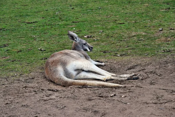 Canguro gris salvaje descansando en el parque — Foto de Stock