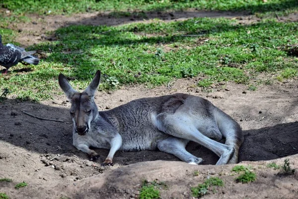 Wild grey kangaroo resting in the park — Stock Photo, Image