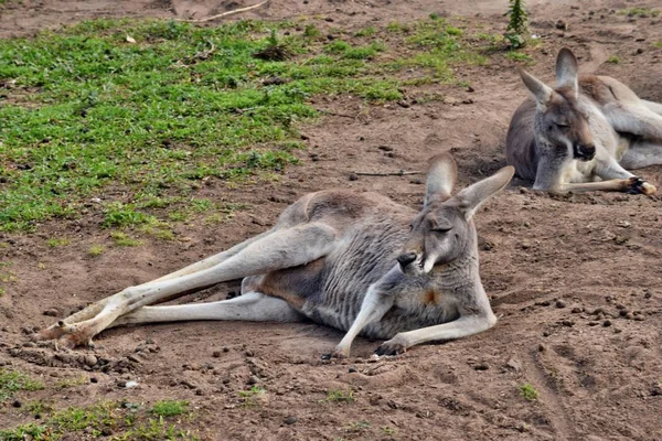 Wild grey kangaroo resting in the park — Stock Photo, Image