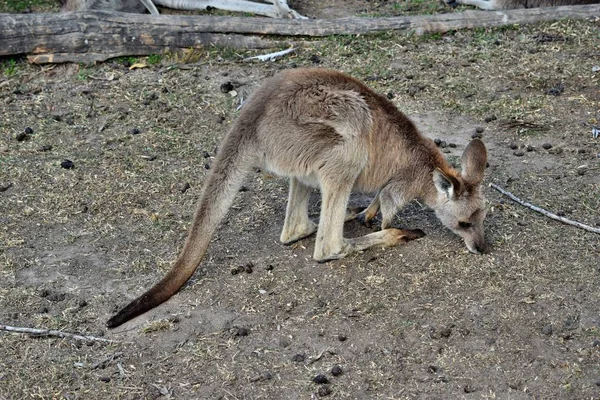 Wild grey kangaroo resting in the park — Stock Photo, Image