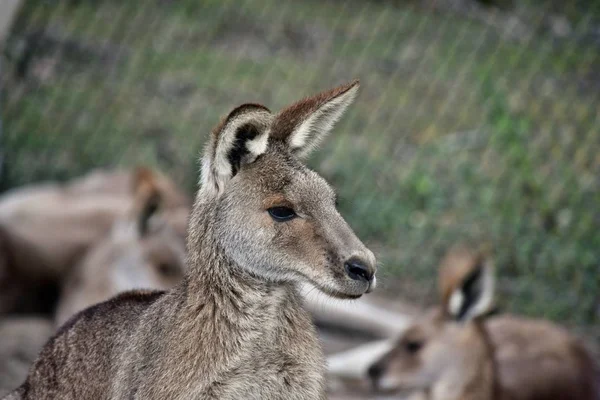 Parkta dinlenme vahşi gri kanguru — Stok fotoğraf