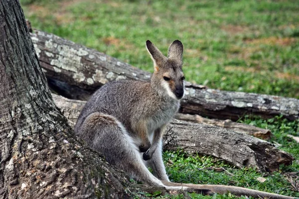 Młodych cute dziki wallaby szary kangur — Zdjęcie stockowe