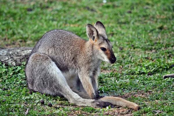 Joven lindo salvaje gris wallaby canguro —  Fotos de Stock