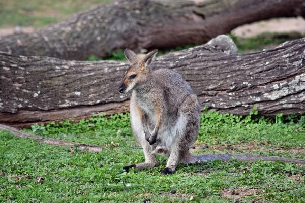 Jonge schattige wild grijze wallabie kangoeroe — Stockfoto