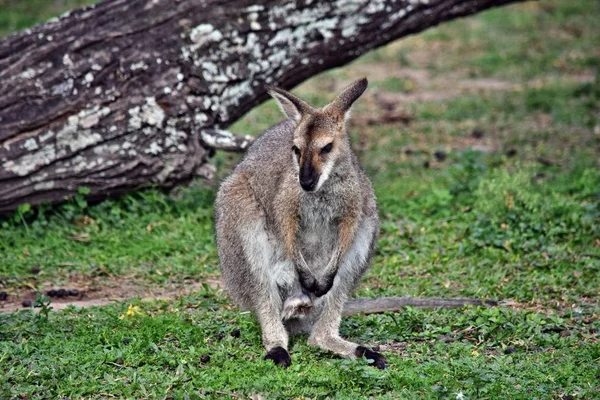 Jonge schattige wild grijze wallabie kangoeroe — Stockfoto