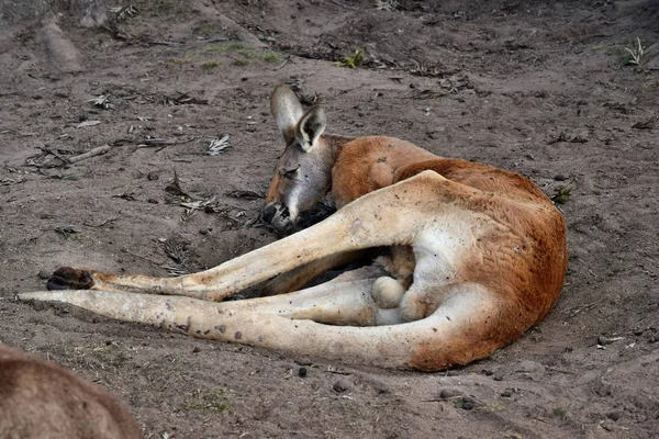 Vahşi kırmızı kanguru parkta çim üstünde uyumak — Stok fotoğraf