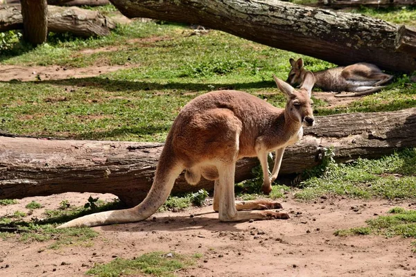 Vahşi kırmızı kanguru ayakta parkta çim — Stok fotoğraf
