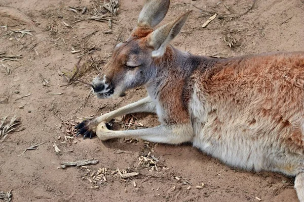 Vahşi kırmızı kanguru parkta dinlenme — Stok fotoğraf