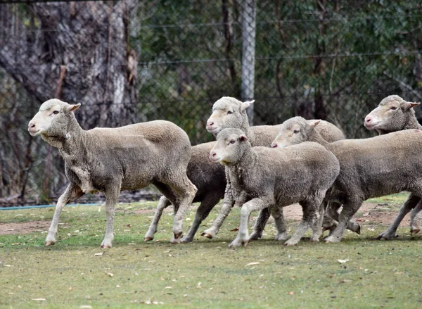 Échapper aux moutons dans une ferme agricole en Australie — Photo