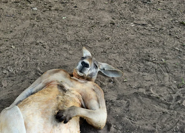 Grande tan divertido salvaje canguro rojo durmiendo en el suelo — Foto de Stock