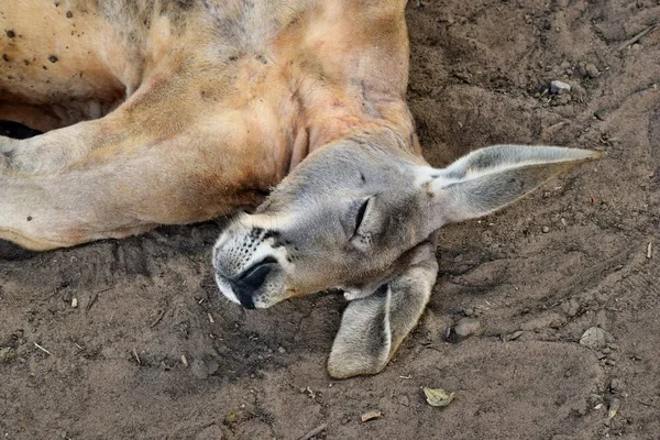 Büyük çok komik vahşi kırmızı kanguru yerde uyku — Stok fotoğraf