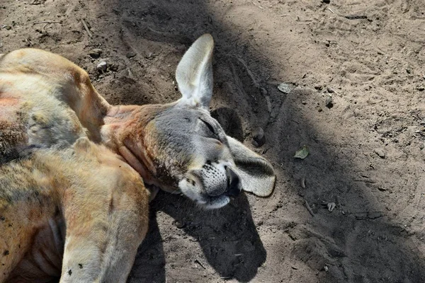 Büyük çok komik vahşi kırmızı kanguru yerde uyku — Stok fotoğraf