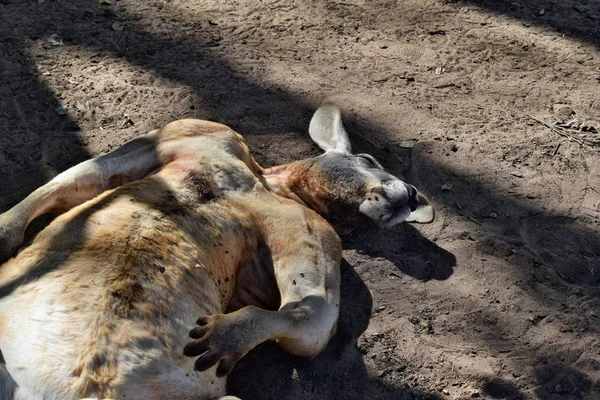 Grande tan divertido salvaje canguro rojo durmiendo en el suelo — Foto de Stock