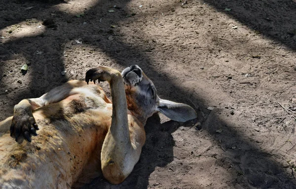 Sehr muskulöses wildes rotes Känguru mit erhobener Hand liegend — Stockfoto