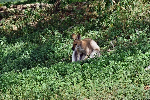 Jonge schattige wild grijze wallabie kangoeroe — Stockfoto