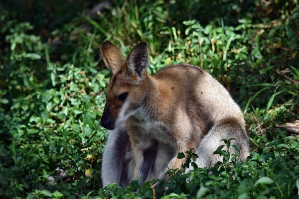Genç sevimli vahşi gri kanguru kanguru — Stok fotoğraf