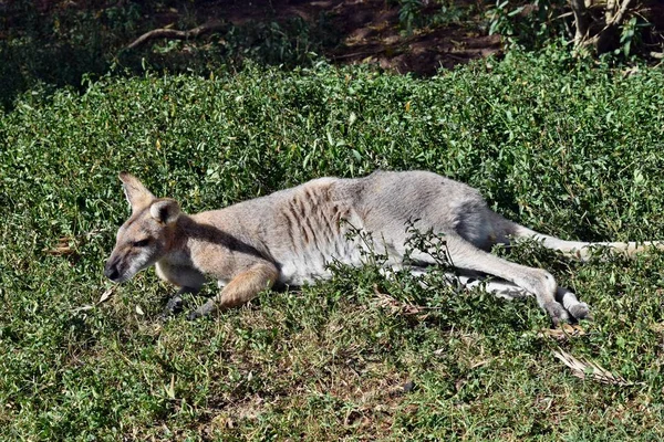 Young cute wild gray wallaby kangaroo lying on the grass — Stock Photo, Image