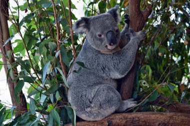 Şirin koala bir ağaç dalı okaliptüs arıyorsunuz