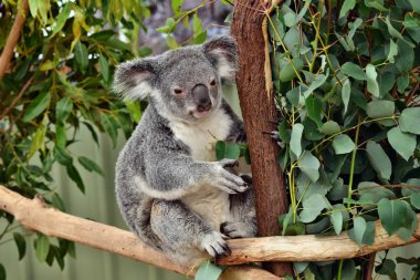 Şirin koala bir ağaç dalı okaliptüs arıyorsunuz